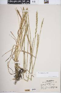 Elymus repens image