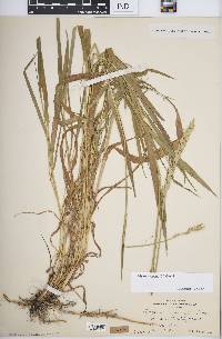 Elymus repens image