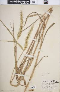 Elymus riparius image