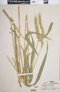 Elymus riparius image