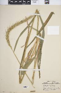 Elymus riparius image