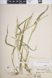 Roegneria semicostata image