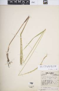 Elymus trachycaulus subsp. subsecundus image