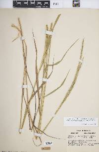 Elymus trachycaulus subsp. subsecundus image