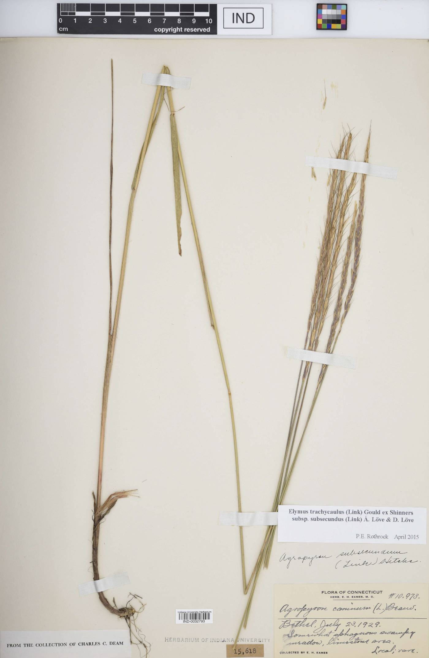 Elymus trachycaulus subsp. subsecundus image