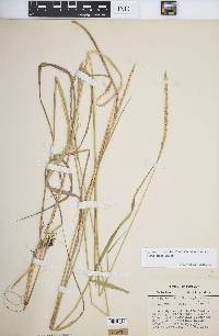 Elymus trachycaulus subsp. trachycaulus image