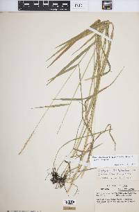 Elymus trachycaulus subsp. trachycaulus image