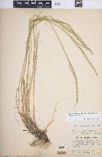 Elymus trachycaulus subsp. trachycaulus image