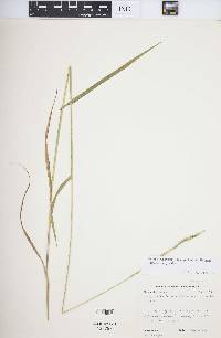 Elymus trachycaulus subsp. trachycaulus image