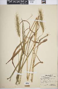 Elymus villosus image