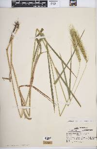 Elymus villosus image