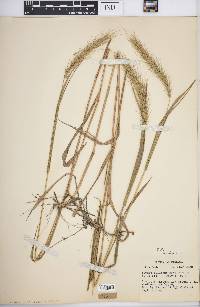 Elymus villosus image