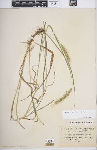 Elymus villosus image