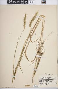 Elymus villosus image