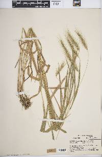 Elymus villosus image