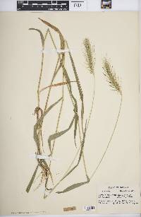 Elymus villosus image