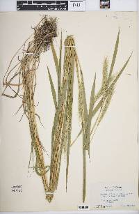 Elymus villosus image