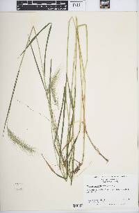 Elymus villosus image