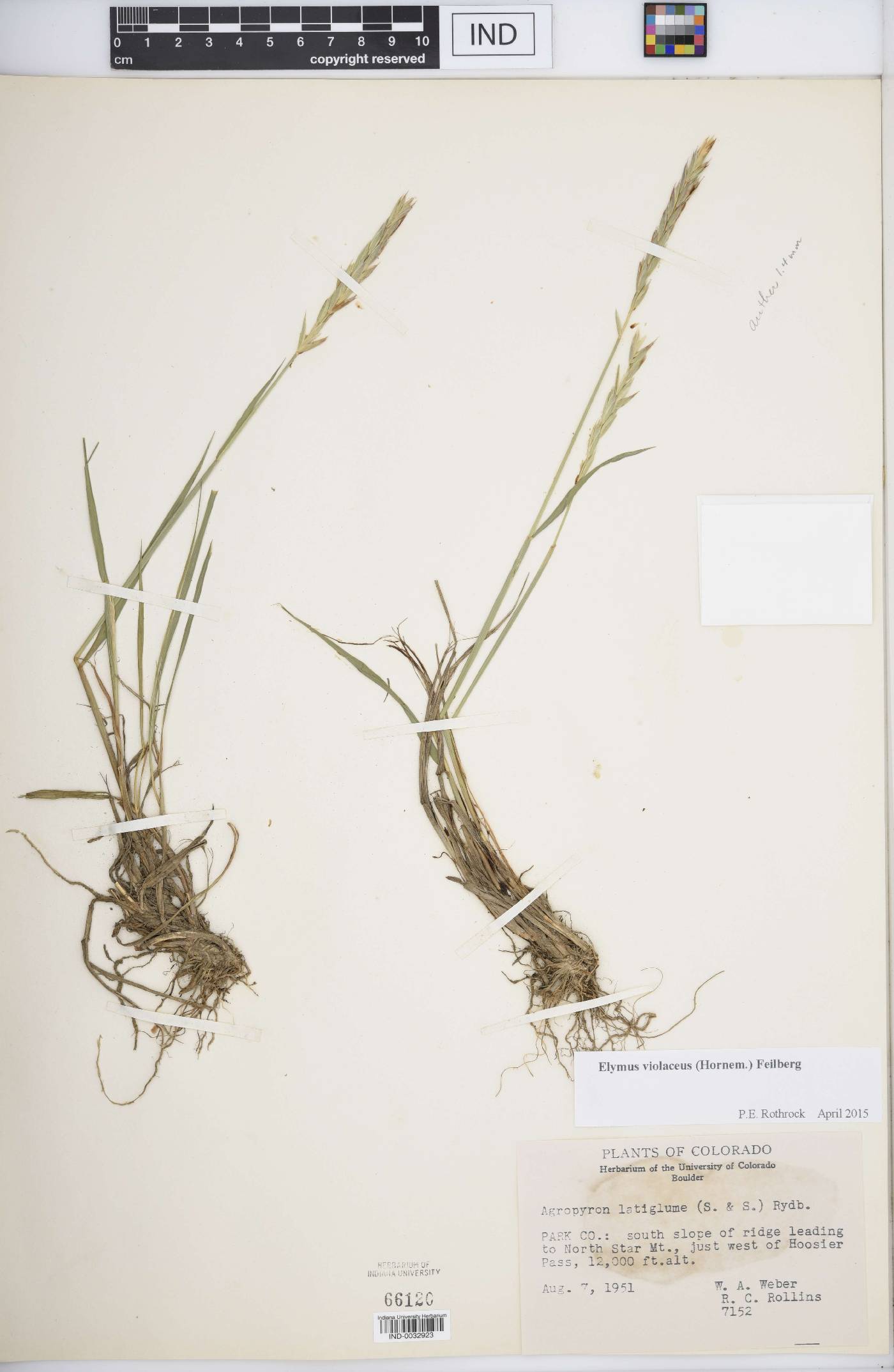 Elymus violaceus image