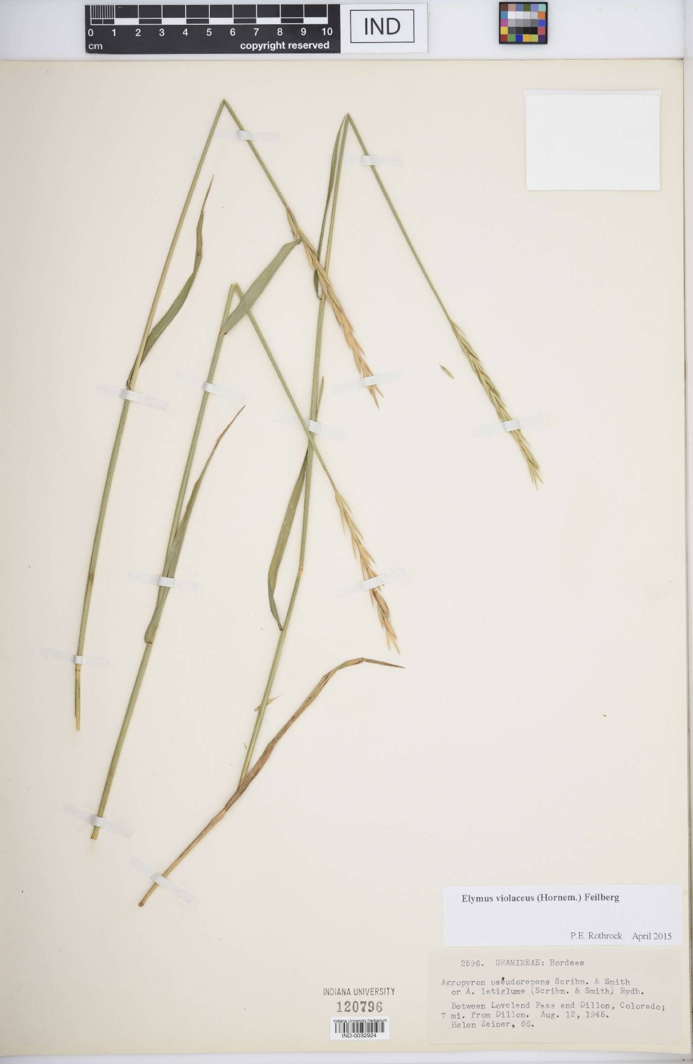 Elymus violaceus image