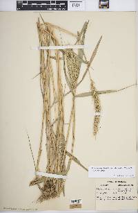 Elymus virginicus var. intermedius image