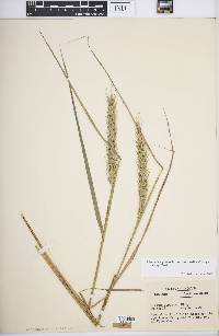 Elymus virginicus var. intermedius image