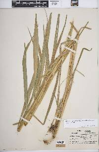 Elymus virginicus var. intermedius image