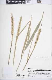 Elymus virginicus var. intermedius image