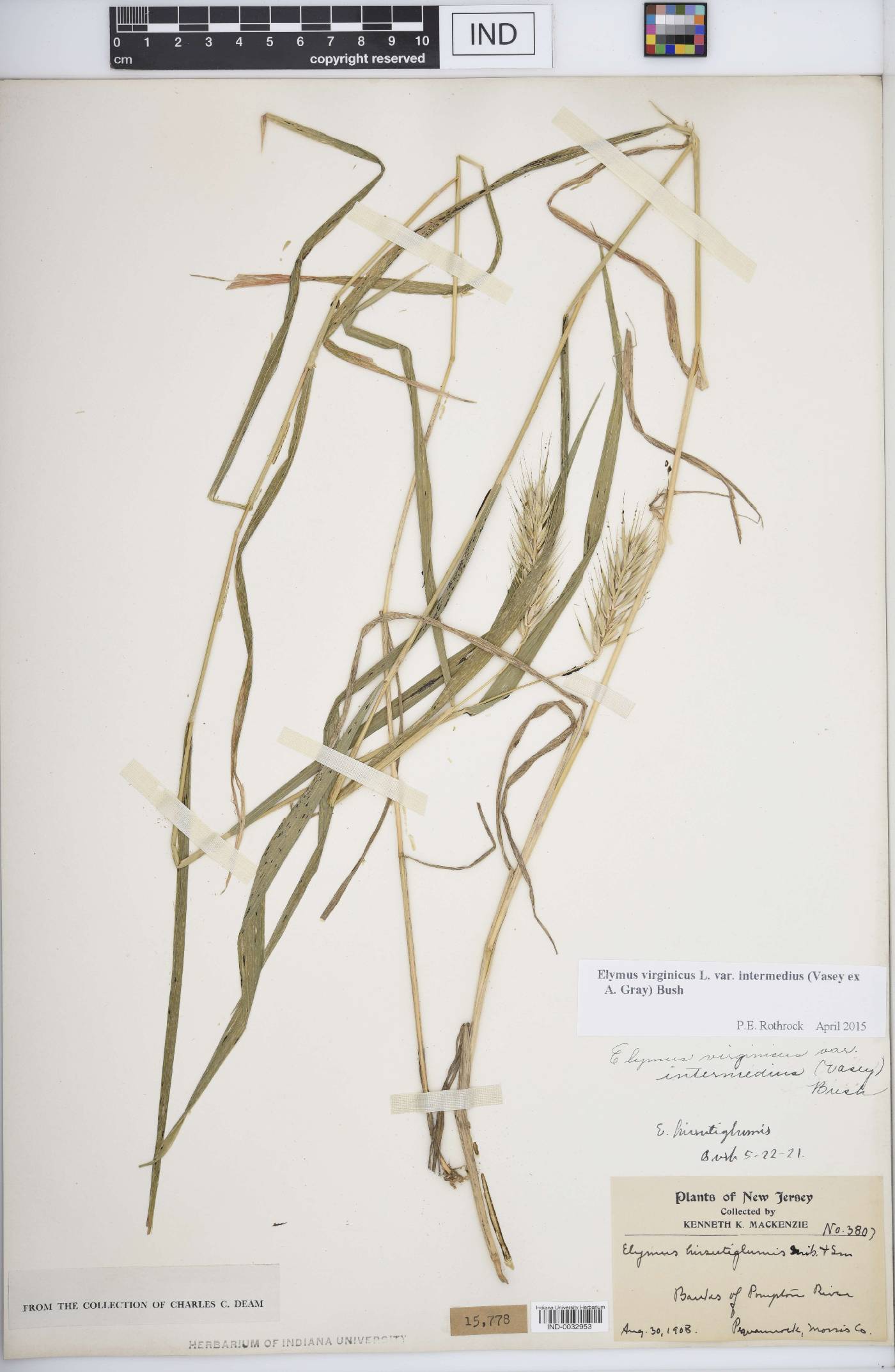 Elymus virginicus var. intermedius image