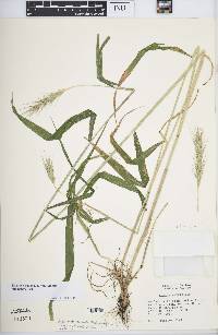 Elymus virginicus var. jejunus image