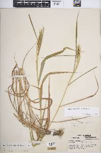 Elymus virginicus var. virginicus image