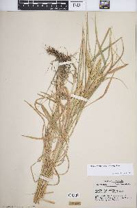 Elymus virginicus var. virginicus image