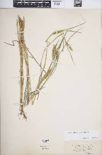 Elymus virginicus var. virginicus image