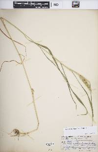 Elymus virginicus var. virginicus image