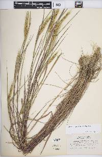 Elymus virginicus var. virginicus image