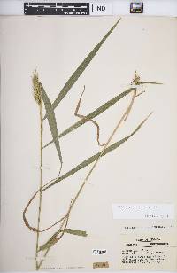 Elymus virginicus var. virginicus image