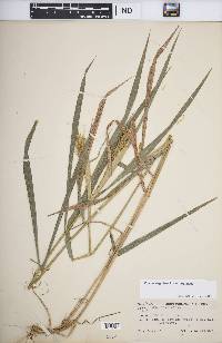 Elymus virginicus var. virginicus image