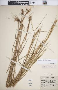 Elymus virginicus var. virginicus image