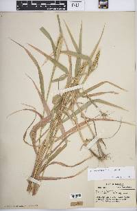 Elymus virginicus var. virginicus image