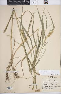 Elymus virginicus var. virginicus image