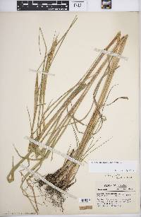 Elymus virginicus var. virginicus image