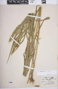 Elymus virginicus var. virginicus image
