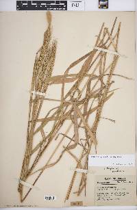 Elymus virginicus var. virginicus image