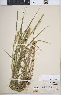 Elymus virginicus var. virginicus image