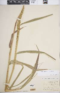 Elymus virginicus var. virginicus image