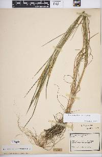 Elymus virginicus var. virginicus image