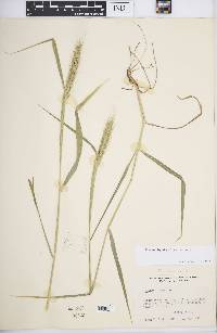 Elymus virginicus var. virginicus image