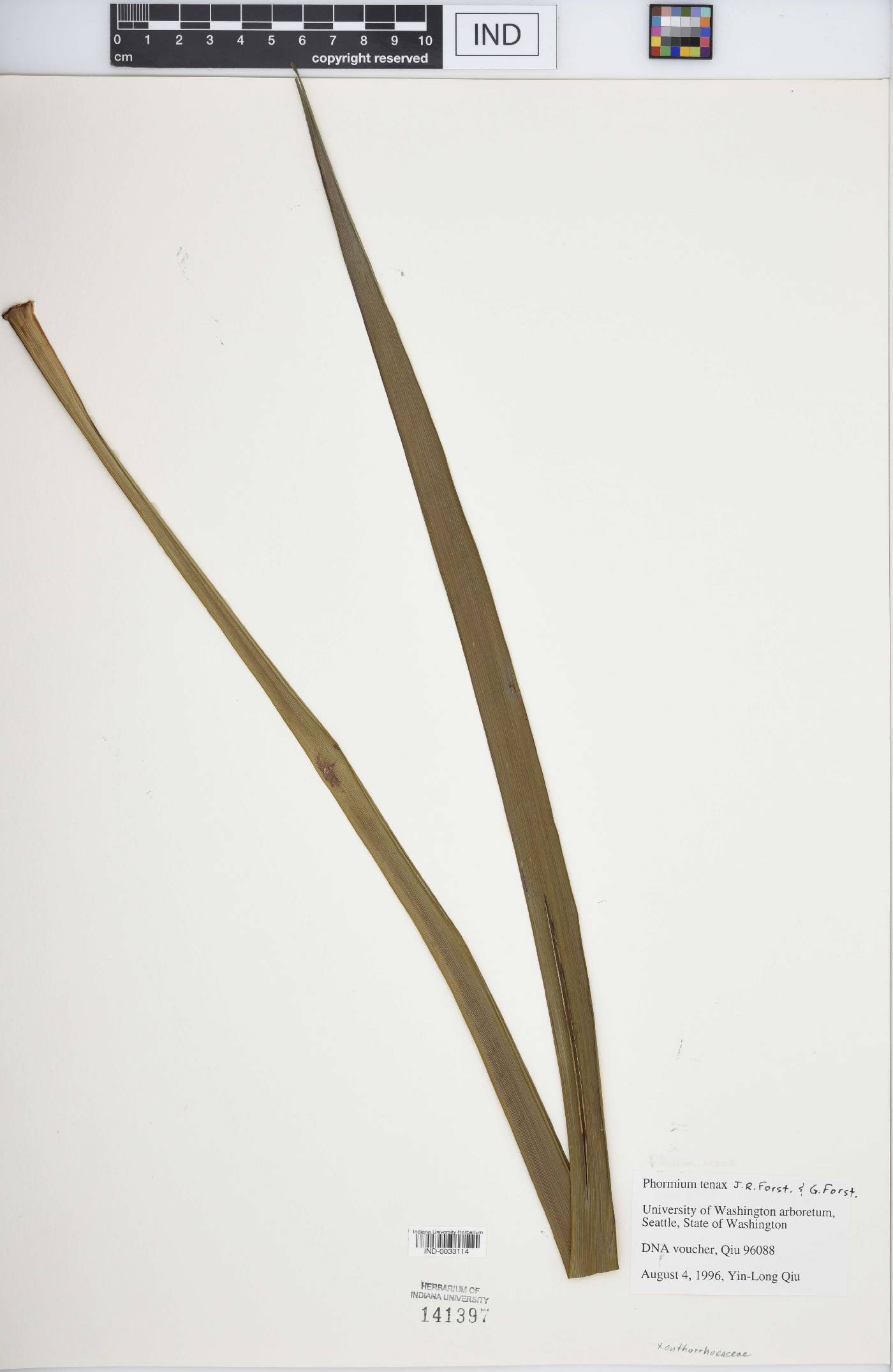 Phormium tenax image