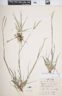 Enteropogon chlorideus image