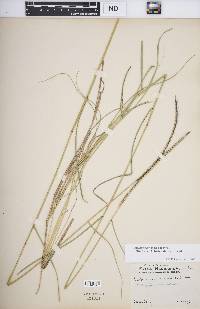 Enteropogon macrostachyus image